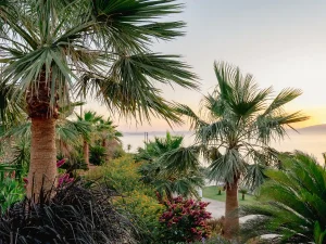 Palm garden and flowering plants surrounding the villa with sea glimpses.